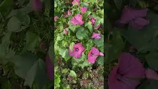 Good morning 🌅 ##relaxing #music #love #garden #pink #flowers #love