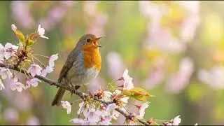 Peaceful Morning Bird Sounds for Anxiety Relief | 12 Hour Forest Birds & Nature Meditation
