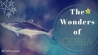 The Wonders of Cobia | The Highly Sought Fillet Farmed Fish