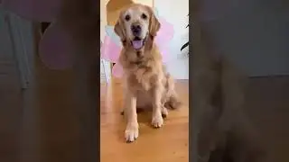 Dog&rsquo;s Unique & Cutest Transformation😍❤️ Watch This Puppy Glow Up