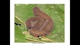 Panarthropoda