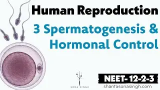 Spermatogenesis & Hormonal Control | Human Reproduction 3 | NCERT Mapped NEET Biology