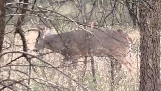11-Ender-Hirsch markiert Baum - 11 Point Buck marks Tree