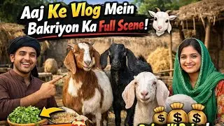 Aaj Ke Vlog Mein Bakriyon Ka Full Scene 🐐 | Desi Bakriyon Ki Zindagi 