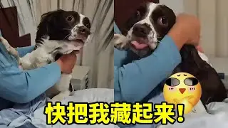 除非你叫我，不然我是不会“醒”的……#萌宠日常记录#我家毛孩子