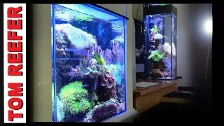 Are Reef Tank NUTRIENTS Really That Bad? (WCW#53 Q/A)