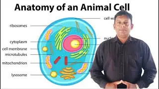 Anatomy of the Animal Cell | Memorize the Names of Organelles of the Animal Cell | Grade 10 Science
