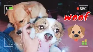 How Cute Pet Dogs and Cat React When Owner Back Home Midnight | Viral Dog Puppy