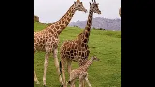 giraffe living land escape video walkthrough