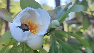 Bumblebee gathering pollen from Franklinia tree bloom using sonication