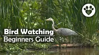 How do you get started with Bird Watching? Here's our Birdwatching 101!