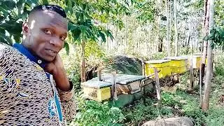 How to harvest honey 🍯 🐝