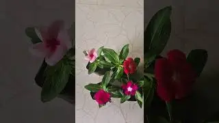 Vinca combo 4 colours hybrid@210rs# #onlineplants #wtsp9947132040