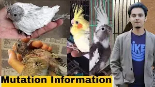 How to breed cockatiels PART 126 URDU HINDI | Cockatiel different mutation info | AHSAN PETs