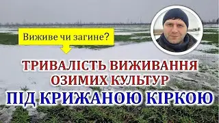 Тривалість виживання озимих культур під крижаною кіркою