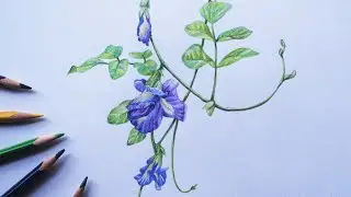 Butterfly pea flower drawing | Aparajita flower | Pigeonwings | Color pencil | Clitoria Ternatea