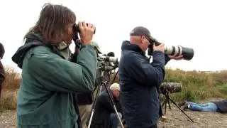 Birding at Spurn in October