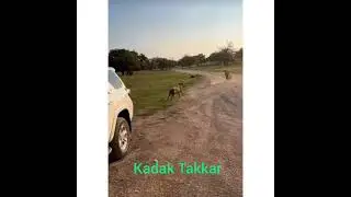 Animal#bhidant#