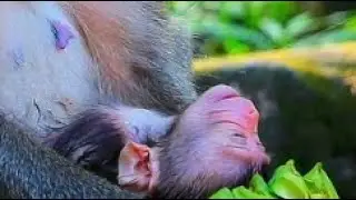 Baby tiny monkey lovely Sleeping