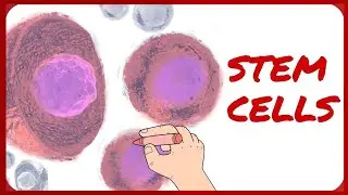 Stem Cells | Classification and Morphology