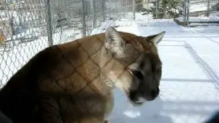 Cougar meows, purrs, says hi