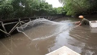 SHRIMP NET ADVENTURE IN THE MANGROVE RIVER