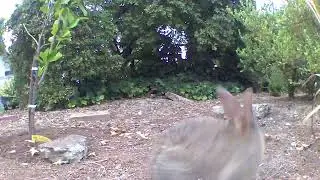 Critter Cam™ - Bunny Boing