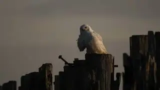 Beautiful Owl Documentary #subscribe #youtube #wildlife #nature #snowyowl #viralvideo #birds #epic 