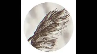 MTRL - Spice Fields