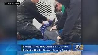 Biologists Alarmed After 6 Stranded Dolphins Die On OC Beaches