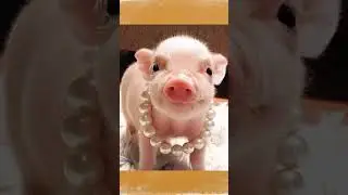 cute pigs #cutepiggy #animalphotos #pets #piggylove #animalpictures #piggy #adorablepig #cuteanimals