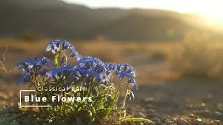 Blue Flowers