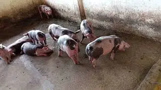 Nunca desista dos seus sonhos 