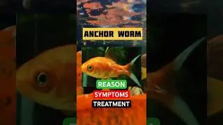 PART :- 2 Anchor Worm #fishdisease #fishdeath #fishing #fishmedicine #fishtank #shorts #viral