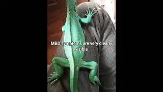 Iguanas fighting MBD disease