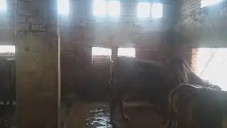 New place in Goyla dairy