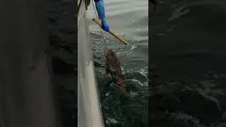 Delicious Vermillion Rockfish and Lingcod! What's your Favorite Fish to Eat? 🍽 🍣 #fishtough #fishing