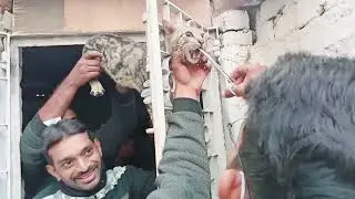 Cat Reduced from the Iron Entrance | Cat stuck in Iron Entrance