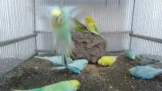 People in the US Are Loving This Bird Video