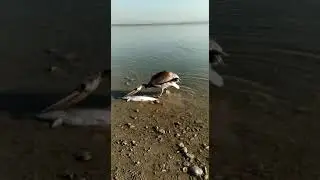 Pelikanın yutamadığı dev Turna