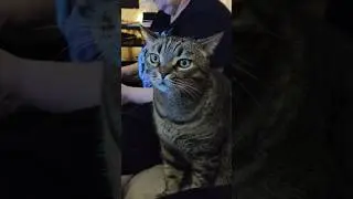 клянчуга КОТаСОВка CatOwl