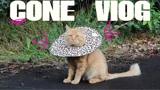 My cat navigating through the world with a leopard print cone on