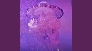 Triton