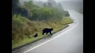 Oso de Anteojos / Spectacled Bear