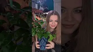 Хойя Карноза Кринкл теперь в моей коллекции hoya carnosa krinkle #plants #растения #хойка