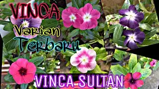 Varian Bunga Vinca Sultan #bunga_hias #beautyflower #vinca #tanamanhias