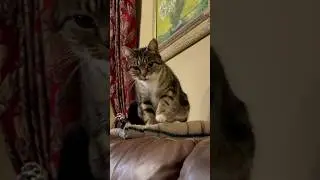 Cat Making Biscuits #shorts