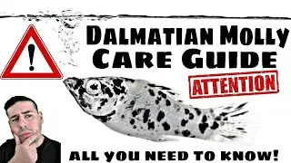 Dalmatian Molly / Molly fish Breeding, Feeding, tank size & mates! All you need to know! JR Aquarium