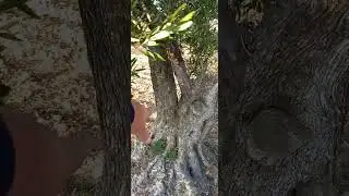 Porque no tenemos aceituna