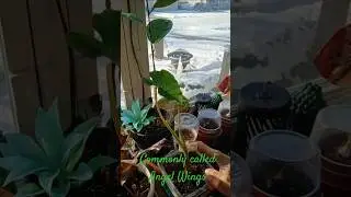 Look at my Elephant Ear Plant | One Month of Growth #plantlife